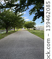 A tree-lined street in fresh greenery against a blue sky. 139462085