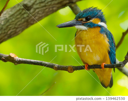 A photograph of a kingfisher perched on a branch amidst the fresh greenery. A photograph of a kingfisher perched on a branch amidst the fresh greenery. 139462530