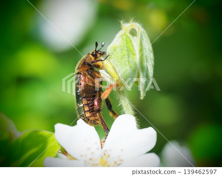 A flower beetle that came to feed on nectar A flower beetle that came to feed on nectar 139462597
