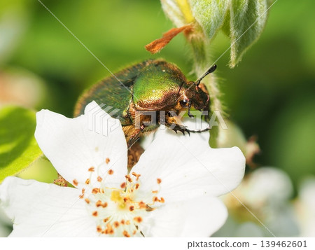 A flower beetle came to sip nectar from a wild rose bush. A flower beetle came to sip nectar from a wild rose bush. 139462601