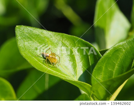 Lynx spider on a leaf 139462602