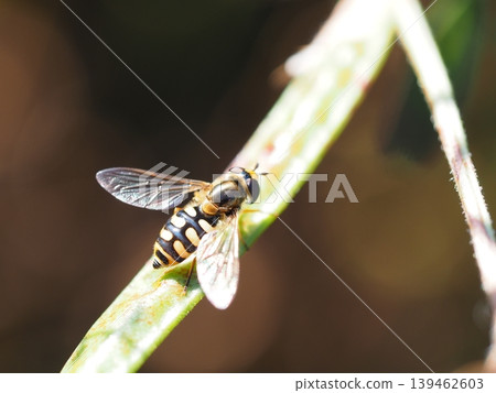 A female two-spotted hoverfly perched on a leaf. 139462603
