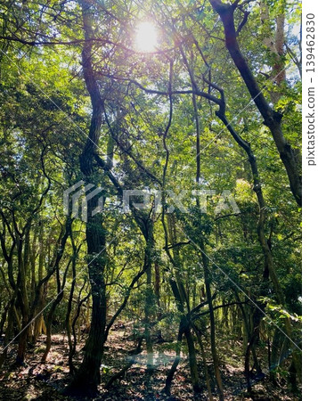 Sunlight filtering through dense forest trees with peaceful natural atmosphere 139462830