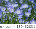 Nemophila flower 139462831