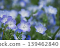 Nemophila flower 139462840