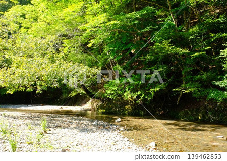 【神奈川縣】水澤川清澈的河水流淌在綠樹叢中 【神奈川縣】水澤川清澈的河水流淌在綠樹叢中 139462853