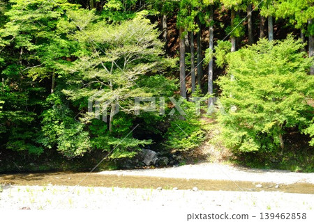 【神奈川縣】水澤川潺潺流水,兩岸森林鬱鬱蔥蔥。 【神奈川縣】水澤川潺潺流水,兩岸森林鬱鬱蔥蔥。 139462858