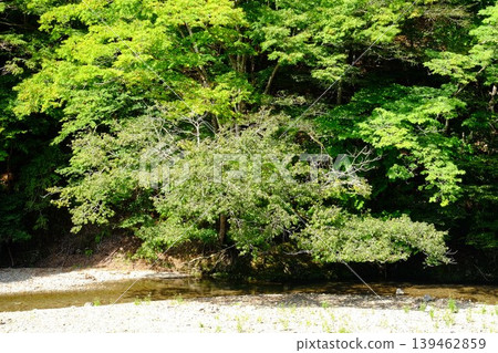 [Kanagawa Prefecture] The babbling of the Mizusawa River, beautifully reflected in the greenery. 139462859