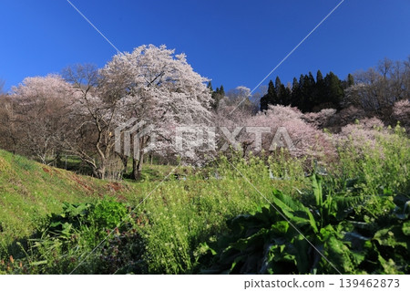 小川村的櫻花 小川村的櫻花 139462873
