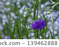 Flowers of Shigeki 139462888