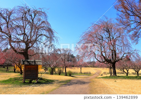 北方之春 | 在根條城廣場感受季節更迭,漫步步道欣賞美景 北方之春 | 在根條城廣場感受季節更迭,漫步步道欣賞美景 139462899