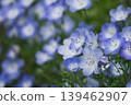 Nemophila flower 139462907