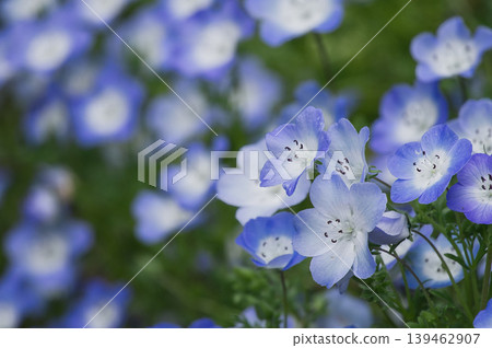 Nemophila flower Nemophila flower 139462907