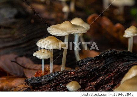 Psathyrella mushrooms growing on decaying wood in a forest setting during early autumn Psathyrella mushrooms growing on decaying wood in a forest setting during early autumn 139462942