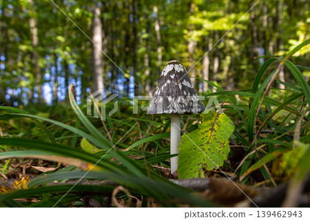 Coprinopsis Picacea also known as Magpie fungus poisonous mushroom in forest Coprinopsis Picacea also known as Magpie fungus poisonous mushroom in forest 139462943