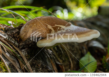 Fomitopsis betulina mushroom growing on decaying wood in a lush forest environment during a sunny afternoon Fomitopsis betulina mushroom growing on decaying wood in a lush forest environment during a sunny afternoon 139462944