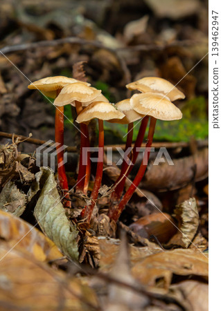 Mycena crocata mushrooms growing among fallen leaves in a forest during autumn 139462947