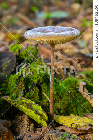 Oudemansiella radicata mushroom growing in a forest setting with moss and fallen leaves in autumn 139462950