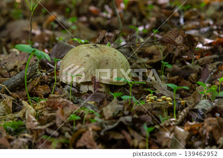 Mysterious Amanita phalloides and Gyroporus cyanescens found in a forest setting with leafy undergrowth Mysterious Amanita phalloides and Gyroporus cyanescens found in a forest setting with leafy undergrowth 139462952