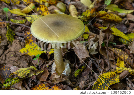Amanita phalloides mushroom growing among colorful autumn leaves in a forest setting Amanita phalloides mushroom growing among colorful autumn leaves in a forest setting 139462960