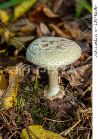 Identifying Amanita phalloides and Amanita citrina mushrooms in a forest environment during autumn 139462967