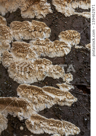 Detailed view of Schizopora paradoxa showcasing split-pore structure on tree bark in a forest habitat during early autumn Detailed view of Schizopora paradoxa showcasing split-pore structure on tree bark in a forest habitat during early autumn 139462971