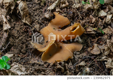 Common Brown Cup fungus Peziza repanda growing among fallen leaves in a forest environment during early spring Common Brown Cup fungus Peziza repanda growing among fallen leaves in a forest environment during early spring 139462975