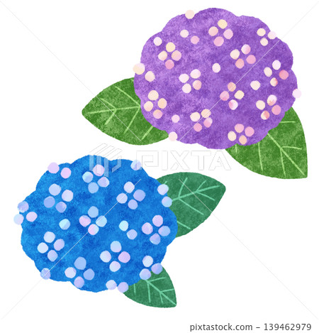 Hand-drawn style hydrangea illustration (blue, purple, rainy season) Hand-drawn style hydrangea illustration (blue, purple, rainy season) 139462979