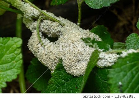 Dog vomit slime mold found growing on vegetation in a shaded area showcasing its unique texture and shape during a humid afternoon 139462983