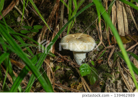 Nauseous Brittlegill grows among grasses in its natural forest habitat during a sunny afternoon 139462989