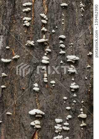 Small grayish-white Schizophyllum commune fungi growing on a tree trunk in a forest during the damp season Small grayish-white Schizophyllum commune fungi growing on a tree trunk in a forest during the damp season 139462990