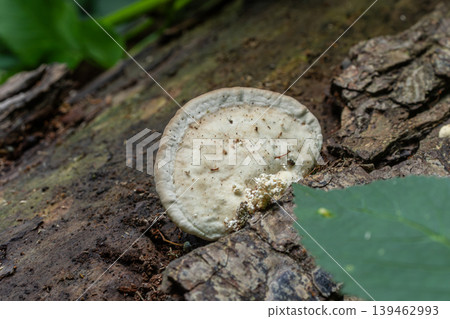 Ganoderma applanatum grows on a fallen log in a forest during a sunny day showing its flat and woody shelf structure Ganoderma applanatum grows on a fallen log in a forest during a sunny day showing its flat and woody shelf structure 139462993