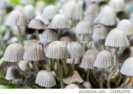 Clusters of Coprinellus disseminatus mushrooms grow closely together on damp ground among green foliage during early autumn Clusters of Coprinellus disseminatus mushrooms grow closely together on damp ground among green foliage during early autumn 139462998