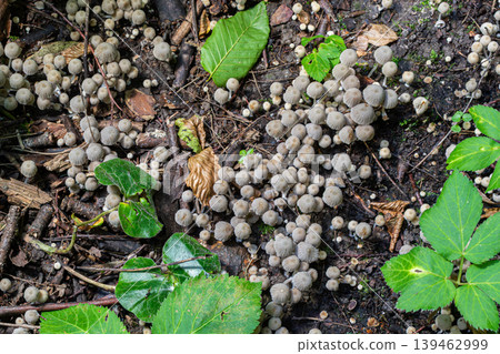 Clusters of Coprinellus disseminatus growing on forest floor among green leaves and decaying wood at midday 139462999