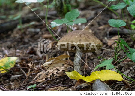 Brown birch bolete mushroom growing in a forest with fallen leaves on the ground during autumn season Brown birch bolete mushroom growing in a forest with fallen leaves on the ground during autumn season 139463000