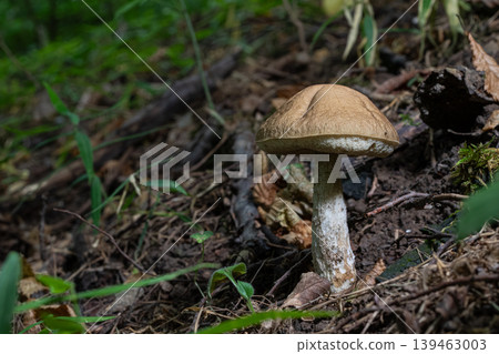 Brown birch bolete mushroom grows in the forest on the ground among leaves and other plants during summer 139463003