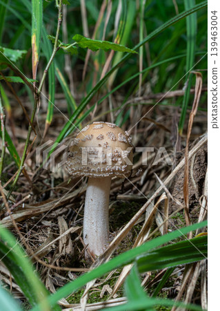 Mushroom Amanita rubescens found in a forest during late summer showing reddish-pink bruising on its cap as it grows among grass and leaves Mushroom Amanita rubescens found in a forest during late summer showing reddish-pink bruising on its cap as it grows among grass and leaves 139463004
