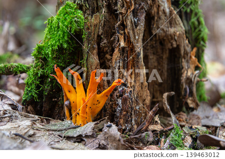 Bright yellow calocera viscosa fungus grows near a decaying tree stump in a forest setting surrounded by moss and fallen leaves during autumn Bright yellow calocera viscosa fungus grows near a decaying tree stump in a forest setting surrounded by moss and fallen leaves during autumn 139463012