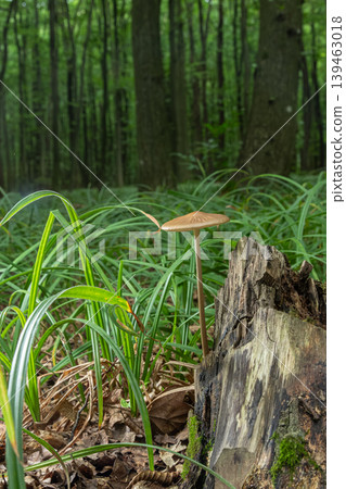 Hymenopellis radicata growing on forest floor near a tree stump surrounded by grass and leaves in a wooded area during daylight Hymenopellis radicata growing on forest floor near a tree stump surrounded by grass and leaves in a wooded area during daylight 139463018