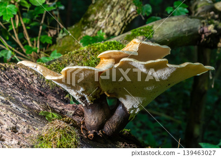 Cerioporus squamosus, also known as Pheasant's back mushrooms and dryad's saddle, is a basidiomycete bracket fungus found growing on dead trees 139463027