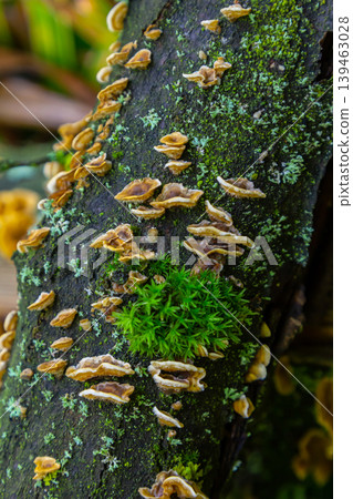 Stereum hirsutum growing on a moss-covered tree trunk illuminated by soft natural light in a forest habitat Stereum hirsutum growing on a moss-covered tree trunk illuminated by soft natural light in a forest habitat 139463028