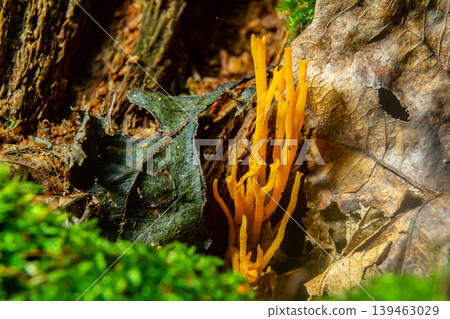 Bright yellow Calocera viscosa emerging from the forest floor, showcasing its unique coral-like structure among moss and leaves Bright yellow Calocera viscosa emerging from the forest floor, showcasing its unique coral-like structure among moss and leaves 139463029