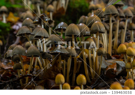 The Conifer Tuft specialises on coniferous dead wood. The stipes are often bent and they grow in tight clumps. The parasol flattens as they grow The Conifer Tuft specialises on coniferous dead wood. The stipes are often bent and they grow in tight clumps. The parasol flattens as they grow 139463038
