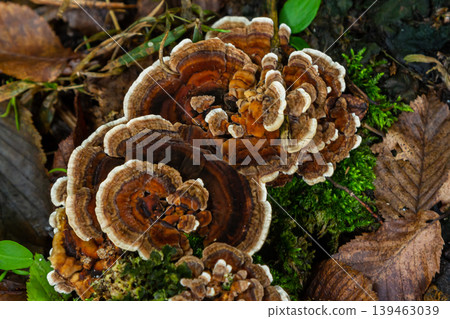 Fungi growth of Amanita phalloides and Hymenochaete rubiginosa among fallen leaves and moss in a forest setting during autumn Fungi growth of Amanita phalloides and Hymenochaete rubiginosa among fallen leaves and moss in a forest setting during autumn 139463039