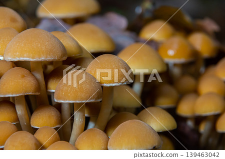 The Conifer Tuft specialises on coniferous dead wood. The stipes are often bent and they grow in tight clumps. The parasol flattens as they grow The Conifer Tuft specialises on coniferous dead wood. The stipes are often bent and they grow in tight clumps. The parasol flattens as they grow 139463042