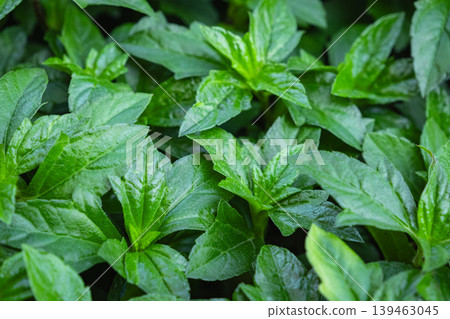 Sphagneticola trilobata, commonly known as Bay Biscayne creeping-oxeye. 139463045