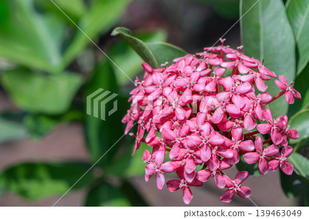 Ixora coccinea commonly known as Jungle Flame or Flame of the Woods or Ixora chinensis Chinese Ixora 139463049