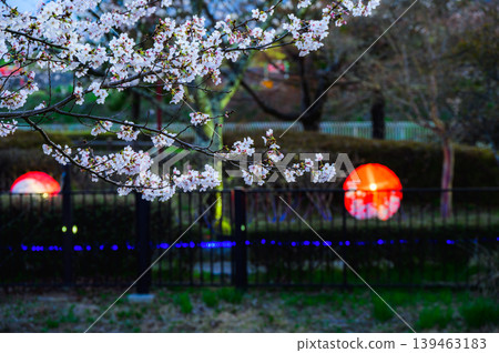 [Akashina Ryumonbuchi Cherry Blossom Festival] Cherry blossoms illuminated at night [Akashina, Azumino City] 139463183