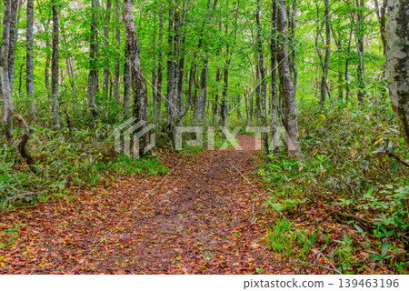 Autumn scenery from the Happodai entrance of the Mount Bandai hiking trail: fallen leaves and green trees. Fukushima Prefecture. Autumn scenery from the Happodai entrance of the Mount Bandai hiking trail: fallen leaves and green trees. Fukushima Prefecture. 139463196