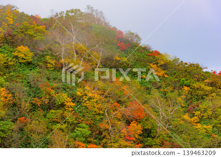 The slopes of Mount Bandai are ablaze with autumn colors, creating a stunning contrast of vibrant red and yellow. A breathtaking autumn scene in Fukushima Prefecture. 139463209